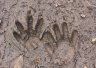 Raccoon Tracks - Photo by Doug Kimball
